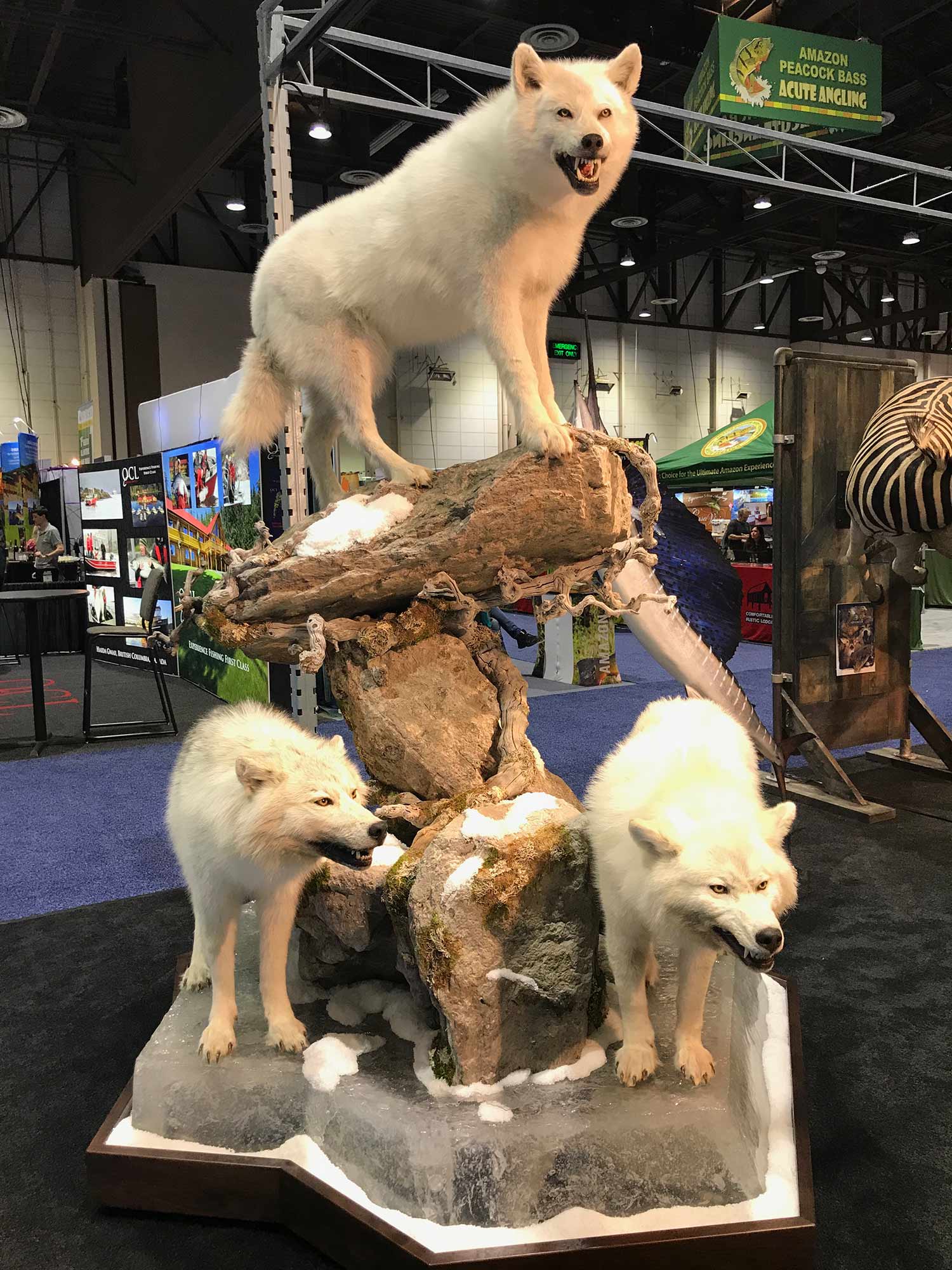 Advanced Taxidermy white wolves