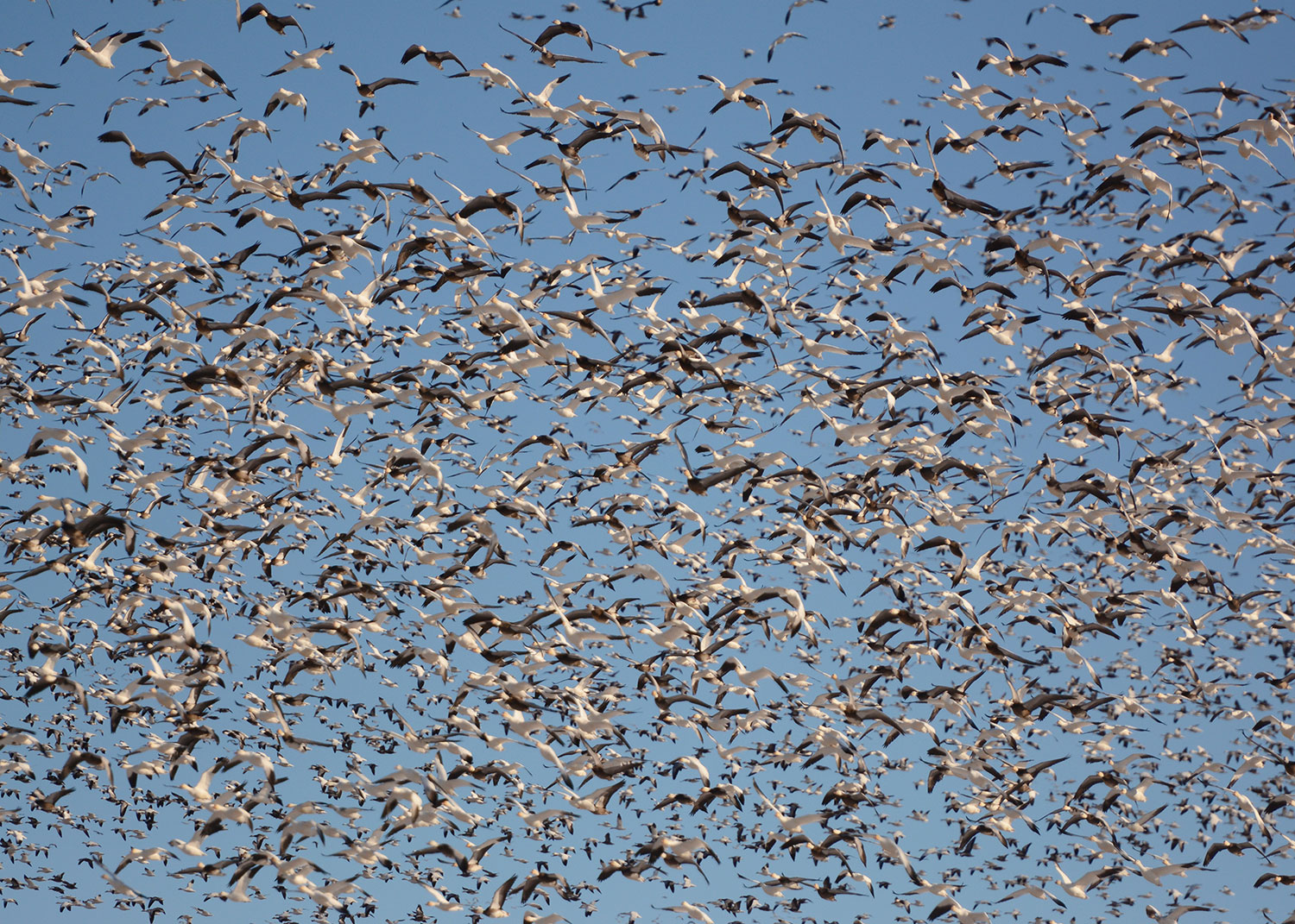 A large flock of snow geese.