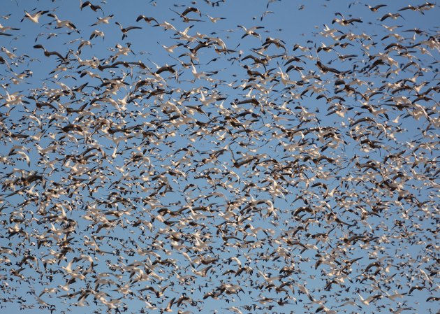6 Ways to Hunt Snow Geese on Your Own