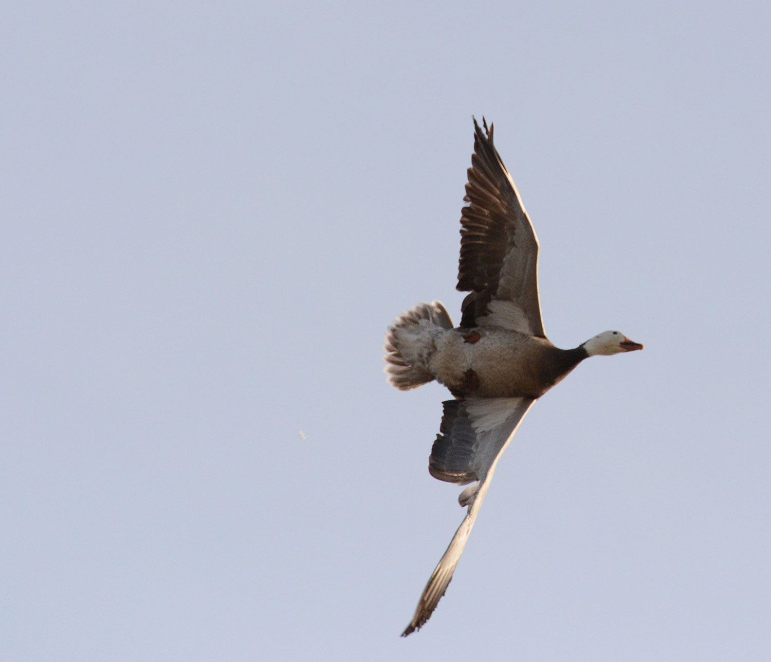A snow goose in flight.