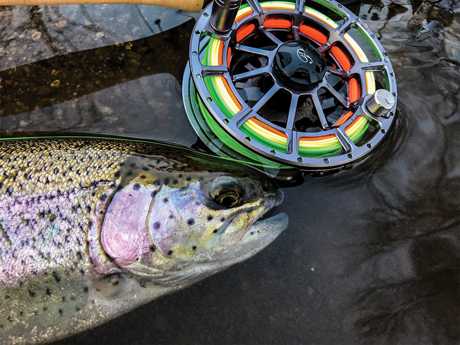 Trout next to a fly fishing reel