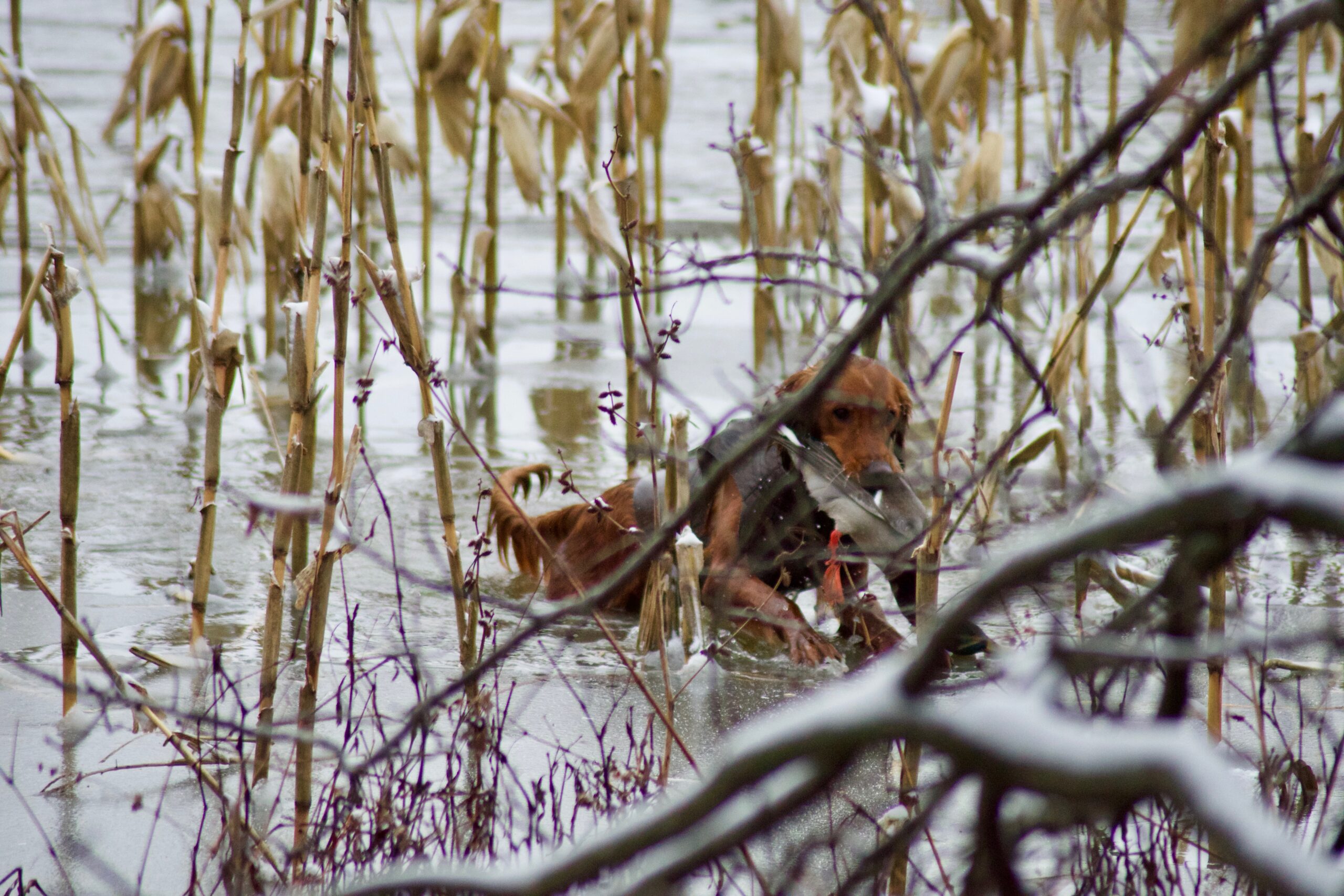 Dog in the flooded corn.
