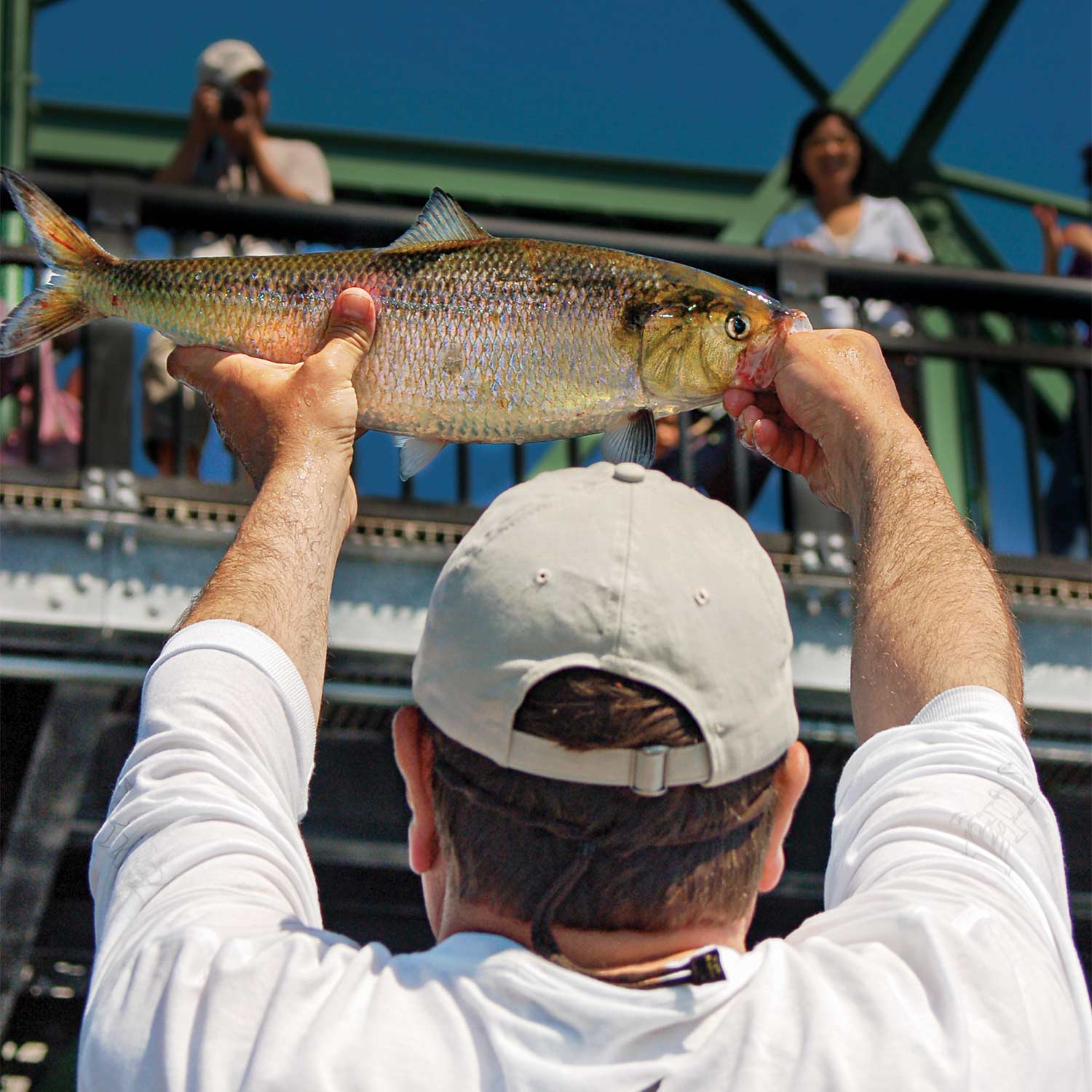 Rites of Spring: Wading for Delaware Shad - The Fisherman