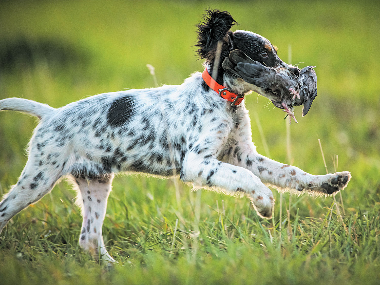 English setter puppy works on basic retrieving with a pigeon.