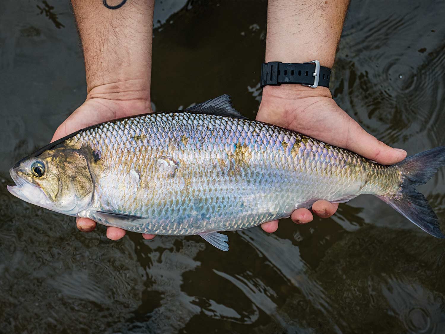 An American shad in the river.
