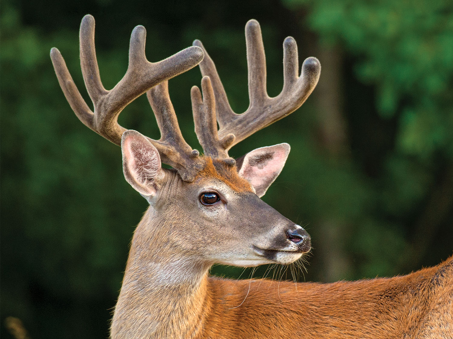 A velvet-racked buck makes the most of the growing season.