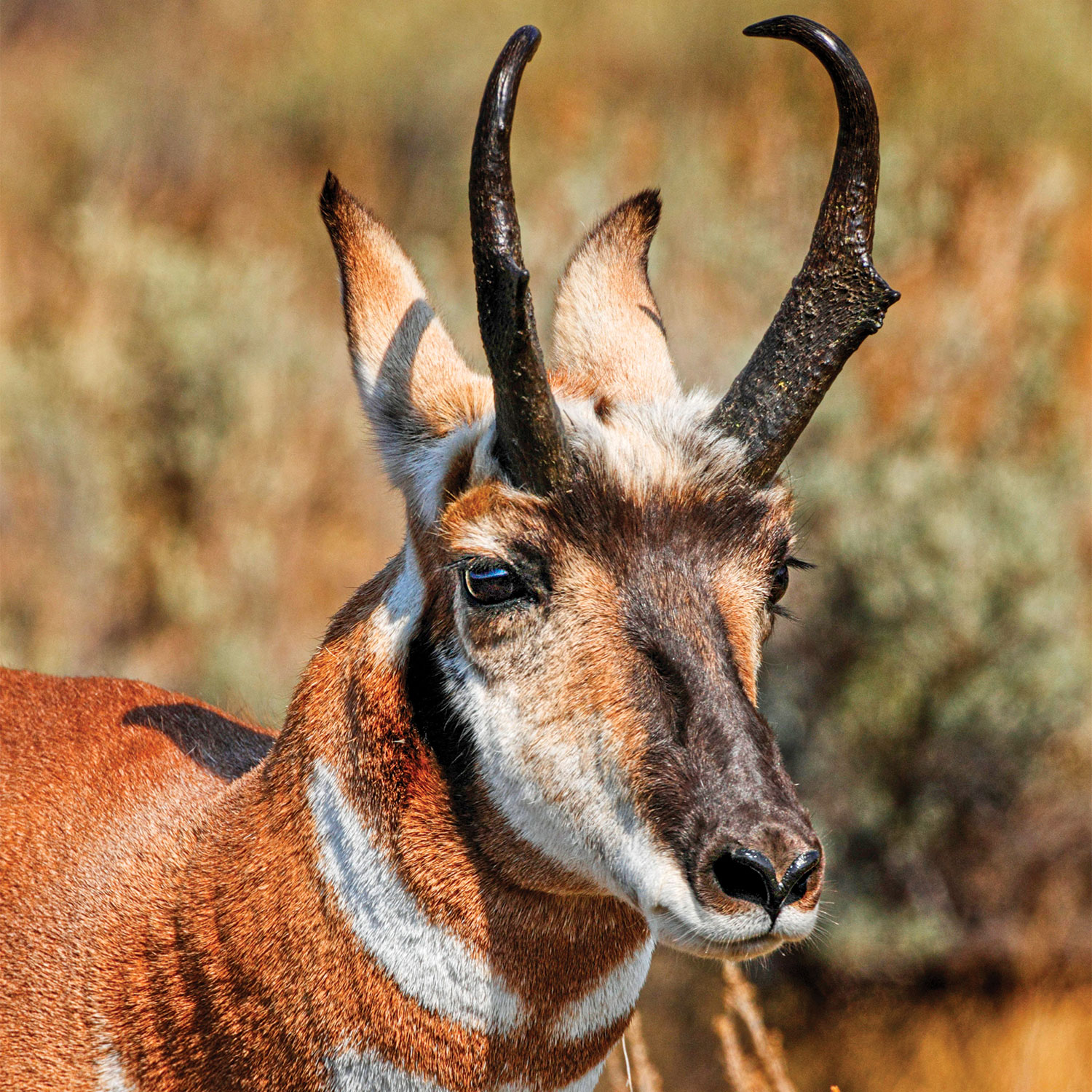 3 Critical Factors that Fuel Deer Antler Growth