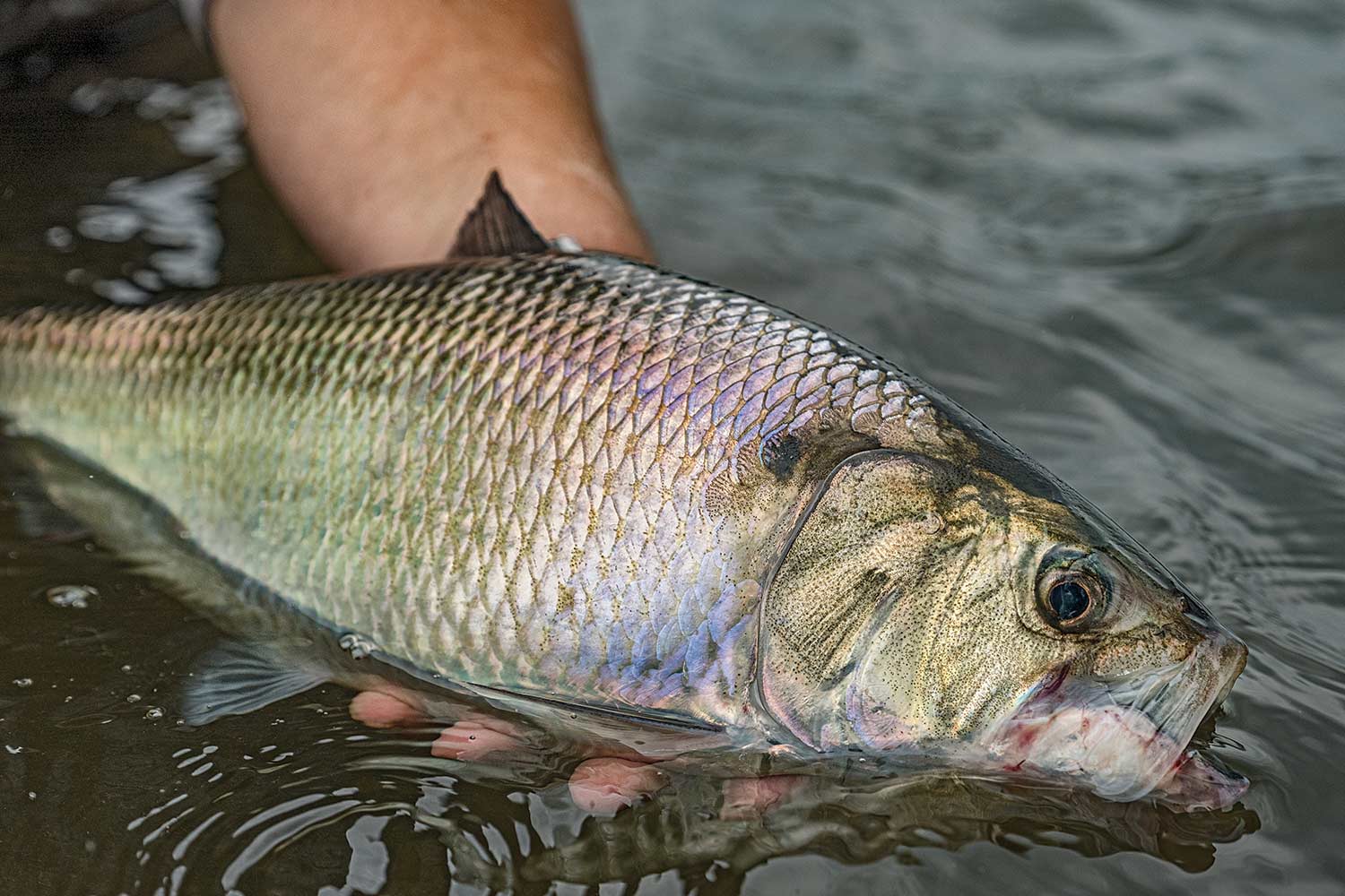 An American shad fish in the water.