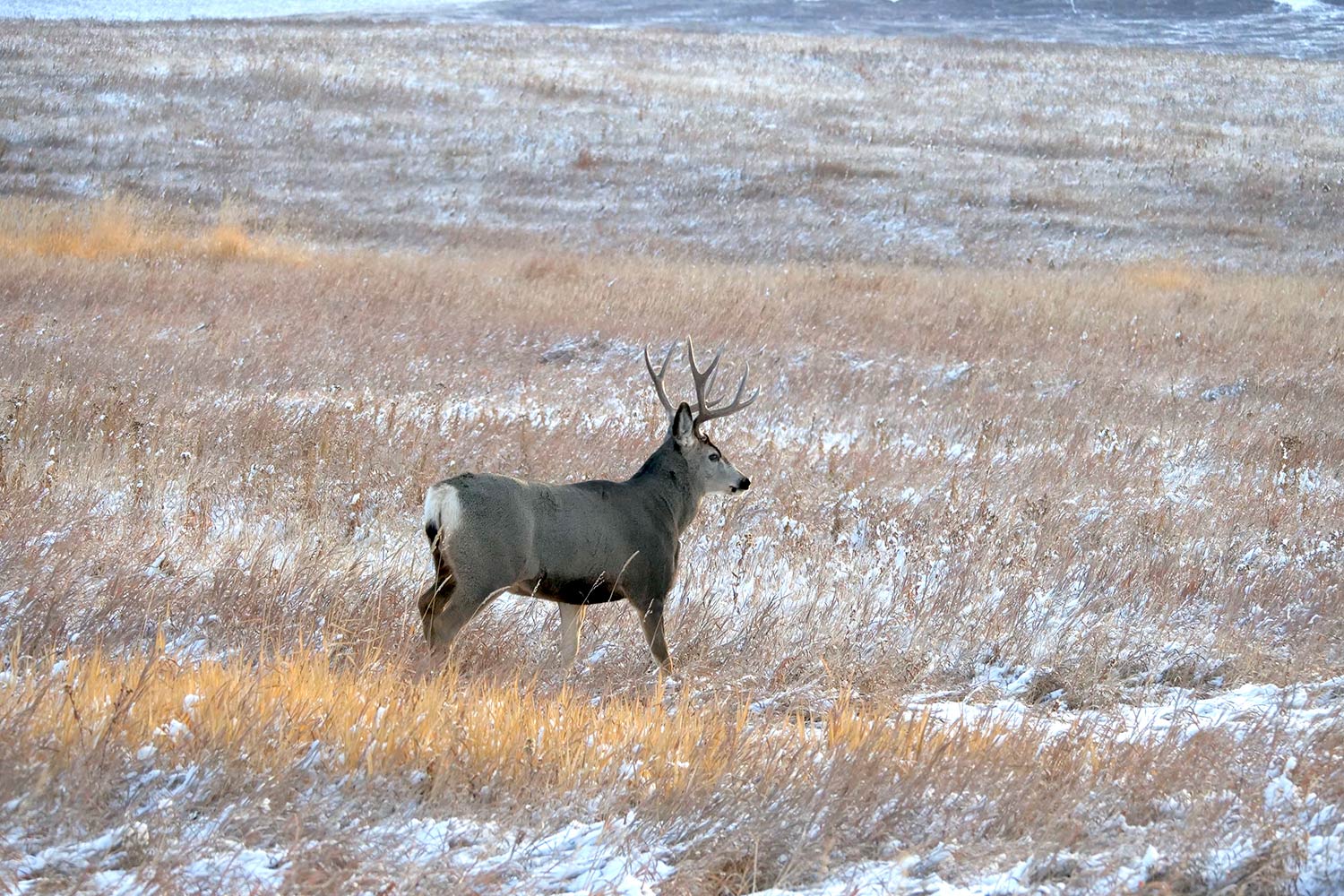 mule deer in a snowy field.