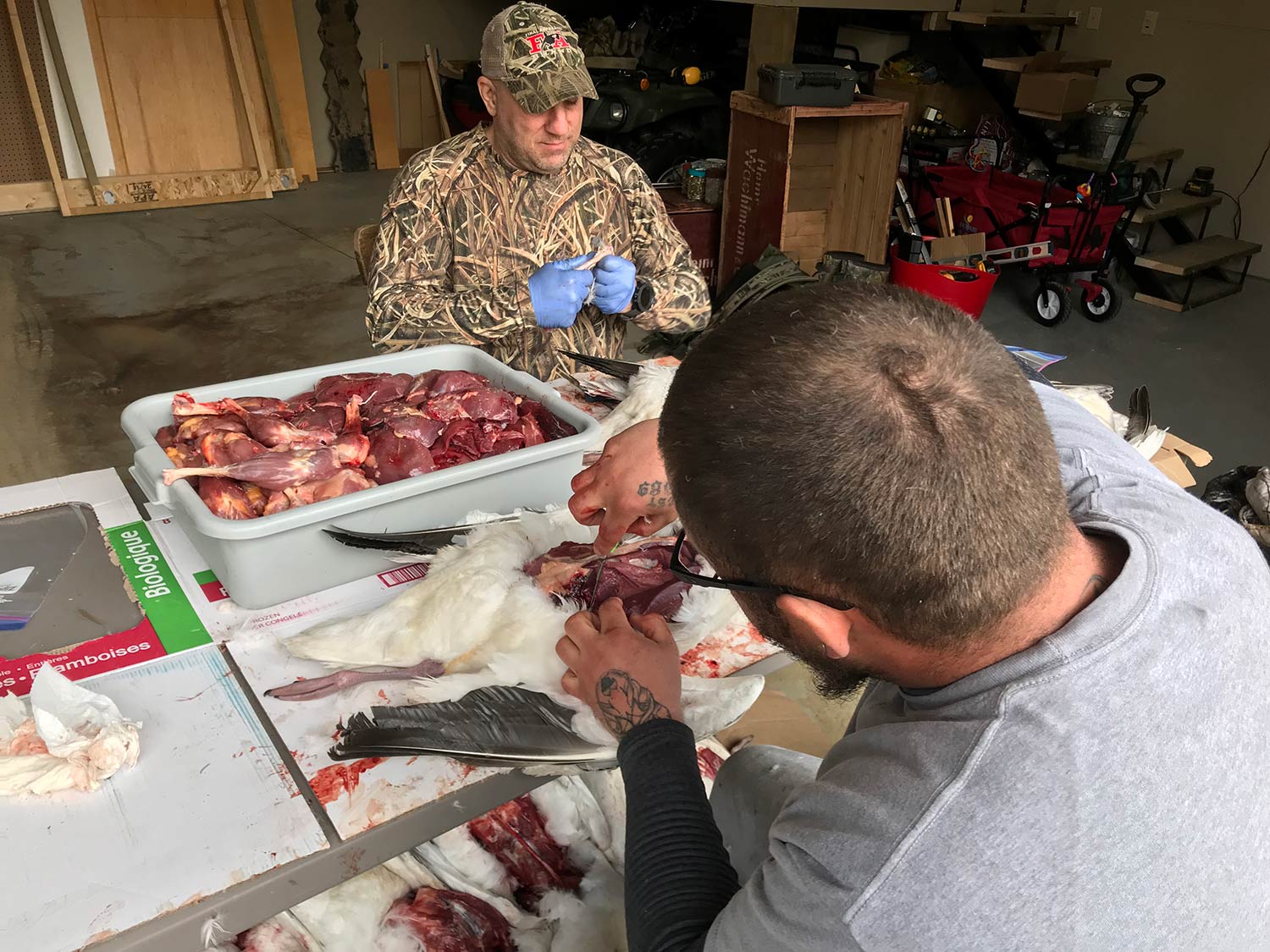 Hunters sorting snow geese meat into bags.