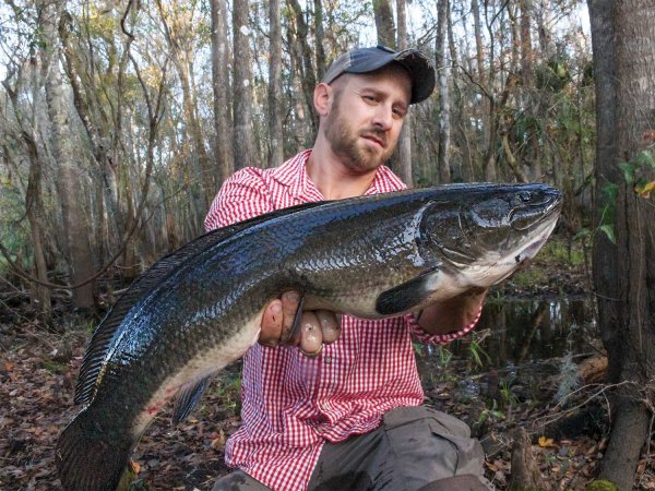 How to Catch Bowfins in Rivers and Tidal Systems