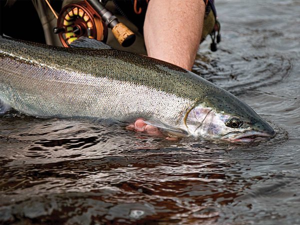 How to Catch Dropback Steelhead in the Spring