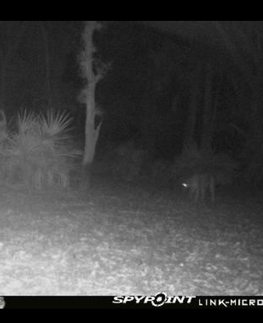 panther-trail-cam.jpg