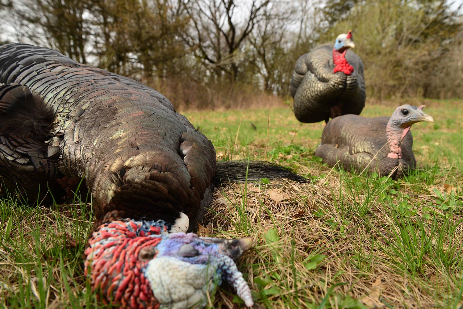 Turkey decoys and a tom in a field.
