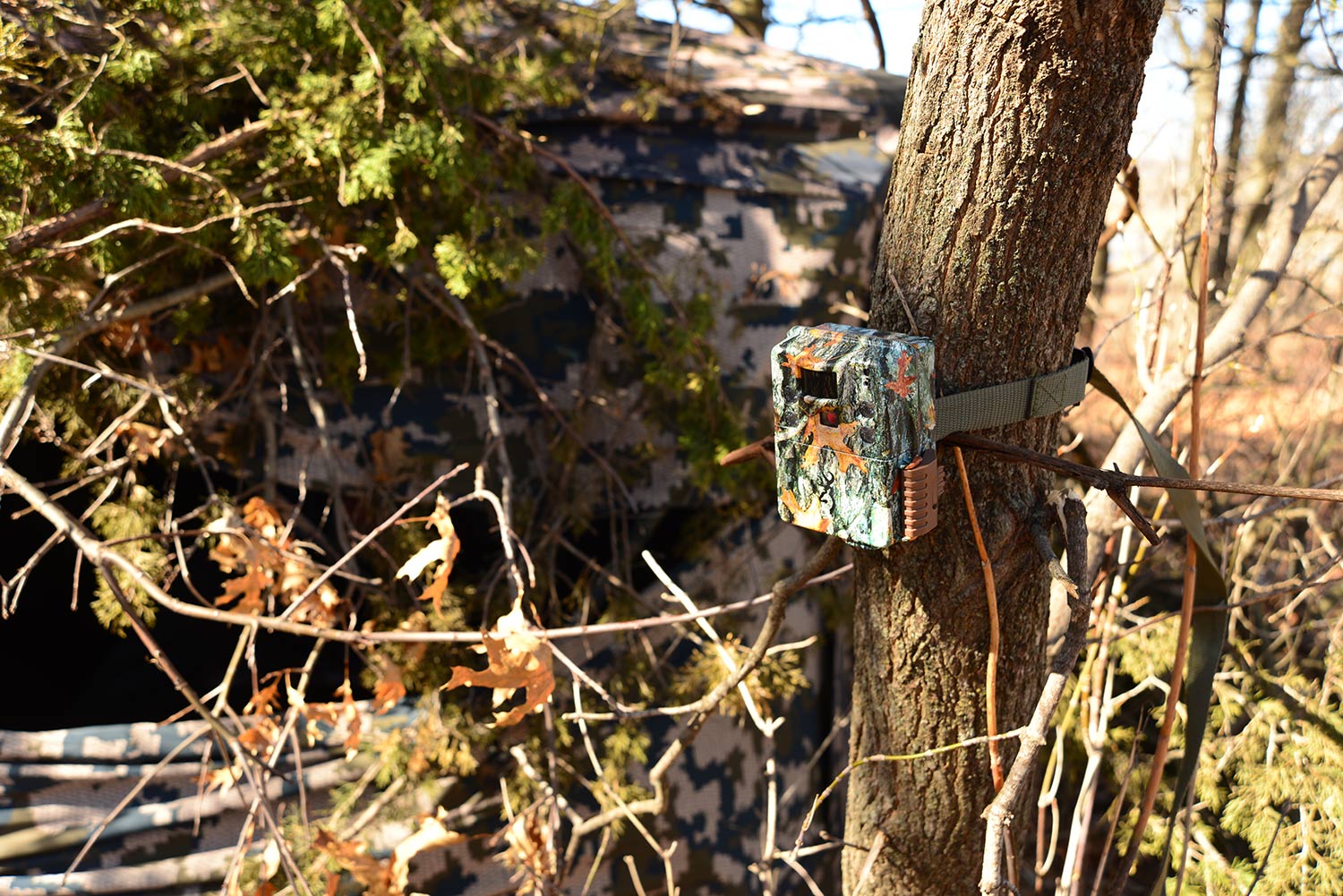 A trail camera on a tree.