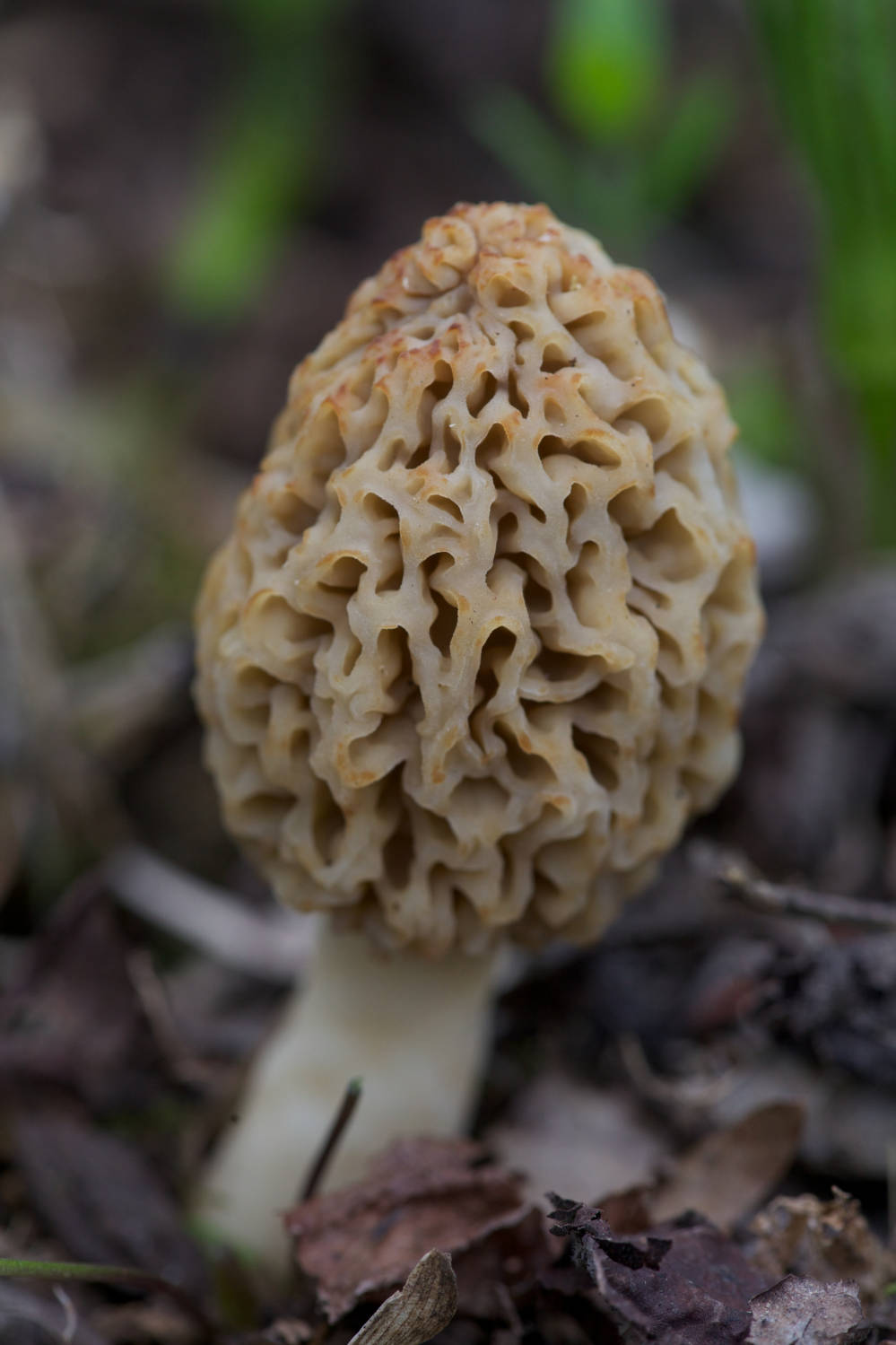 How to Hunt Morel Mushrooms Like Your Life Depends on It