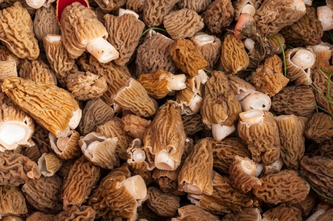 a pile of morel mushrooms.