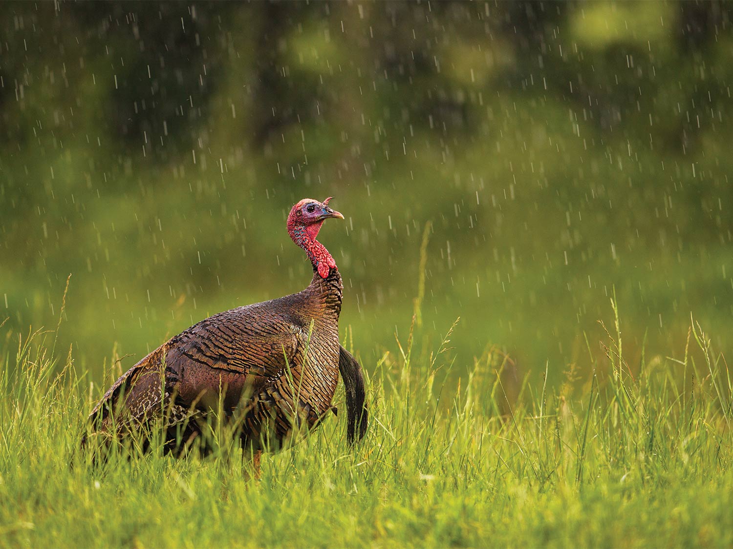 A lone turkey in the rain.