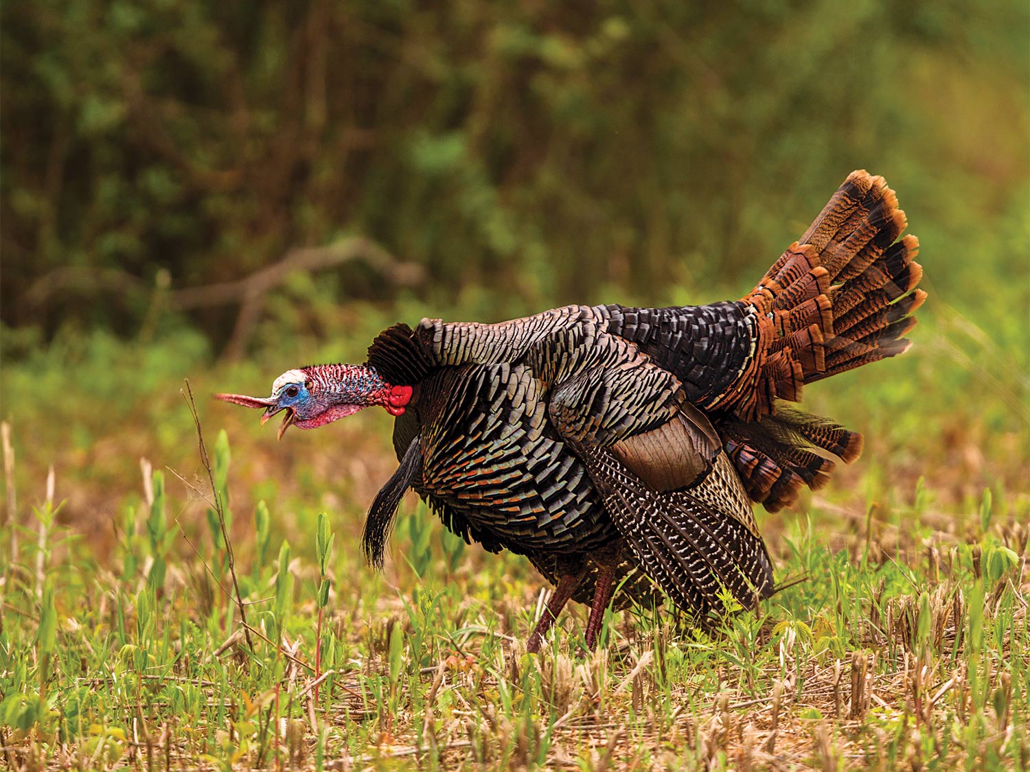 A turkey yelping in a field.
