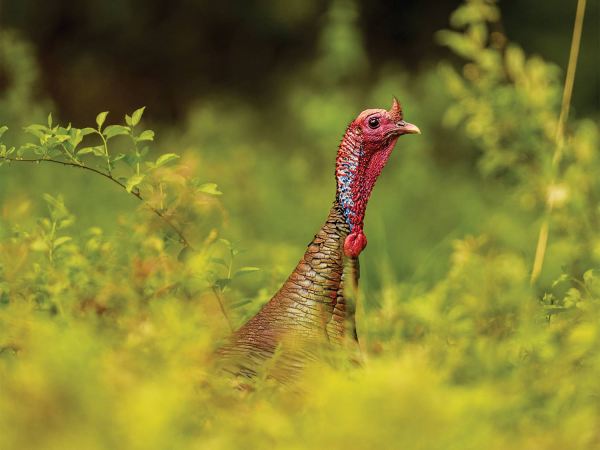 How to Hunt Gobblers That Go Ghost