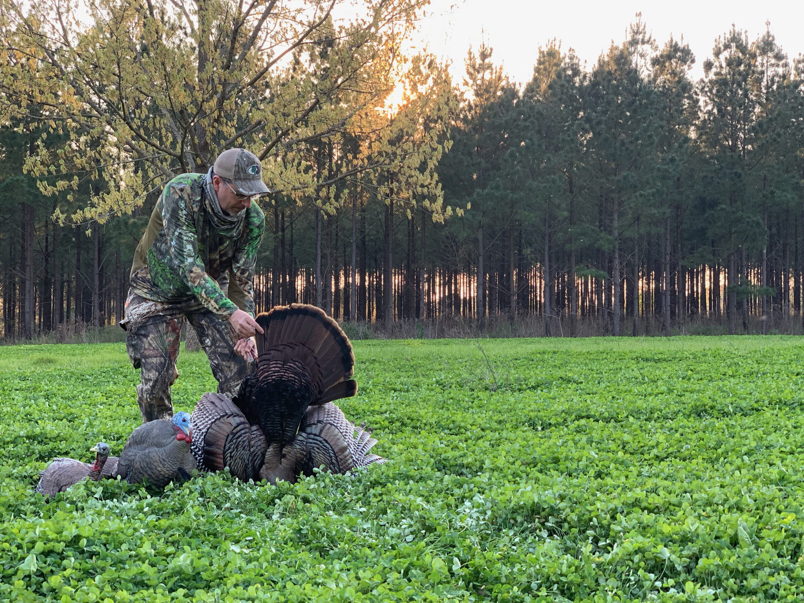 Mid-spring food plots are great places to call in gobblers.