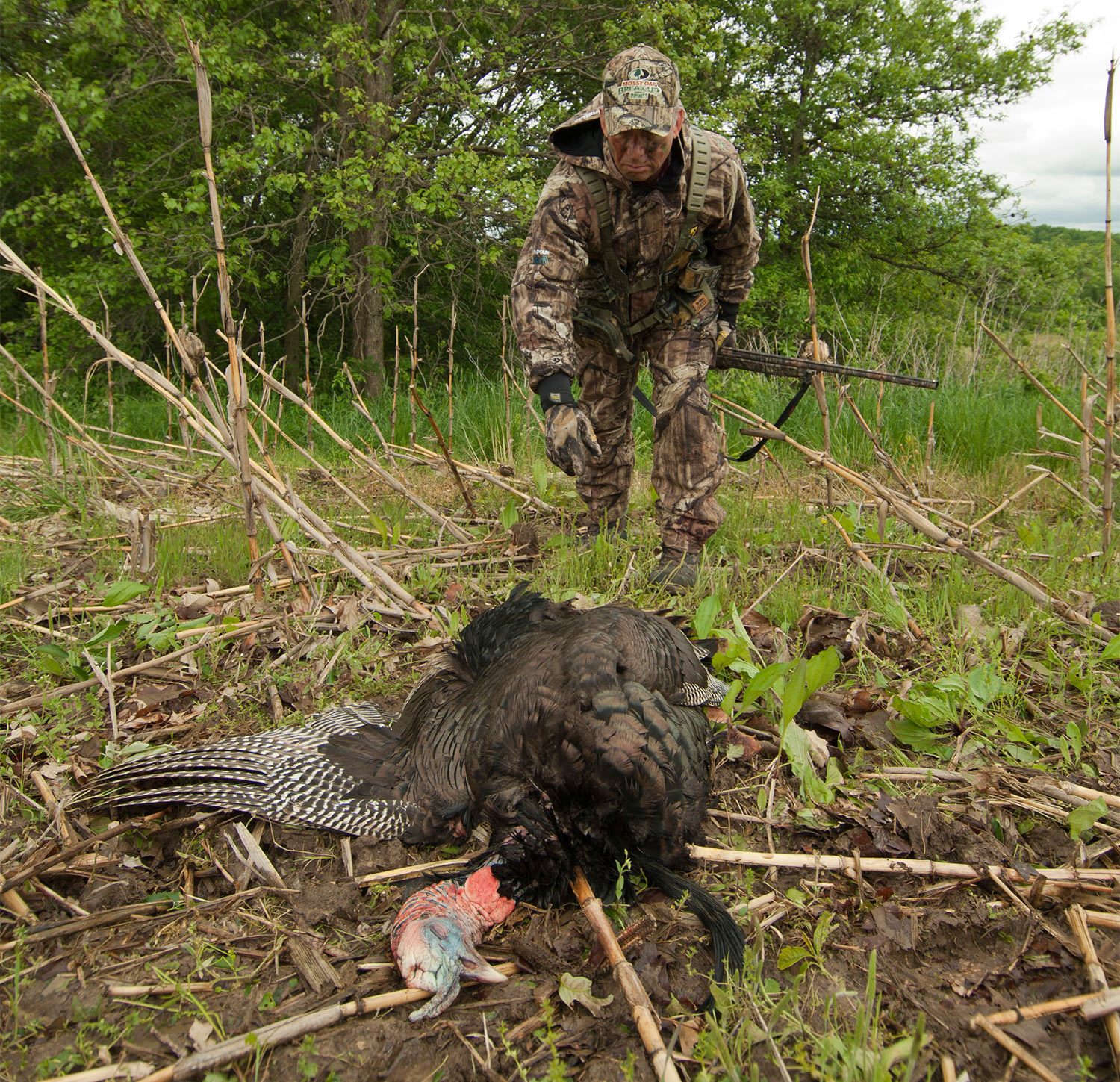 A Midwest field-edge gobbler.