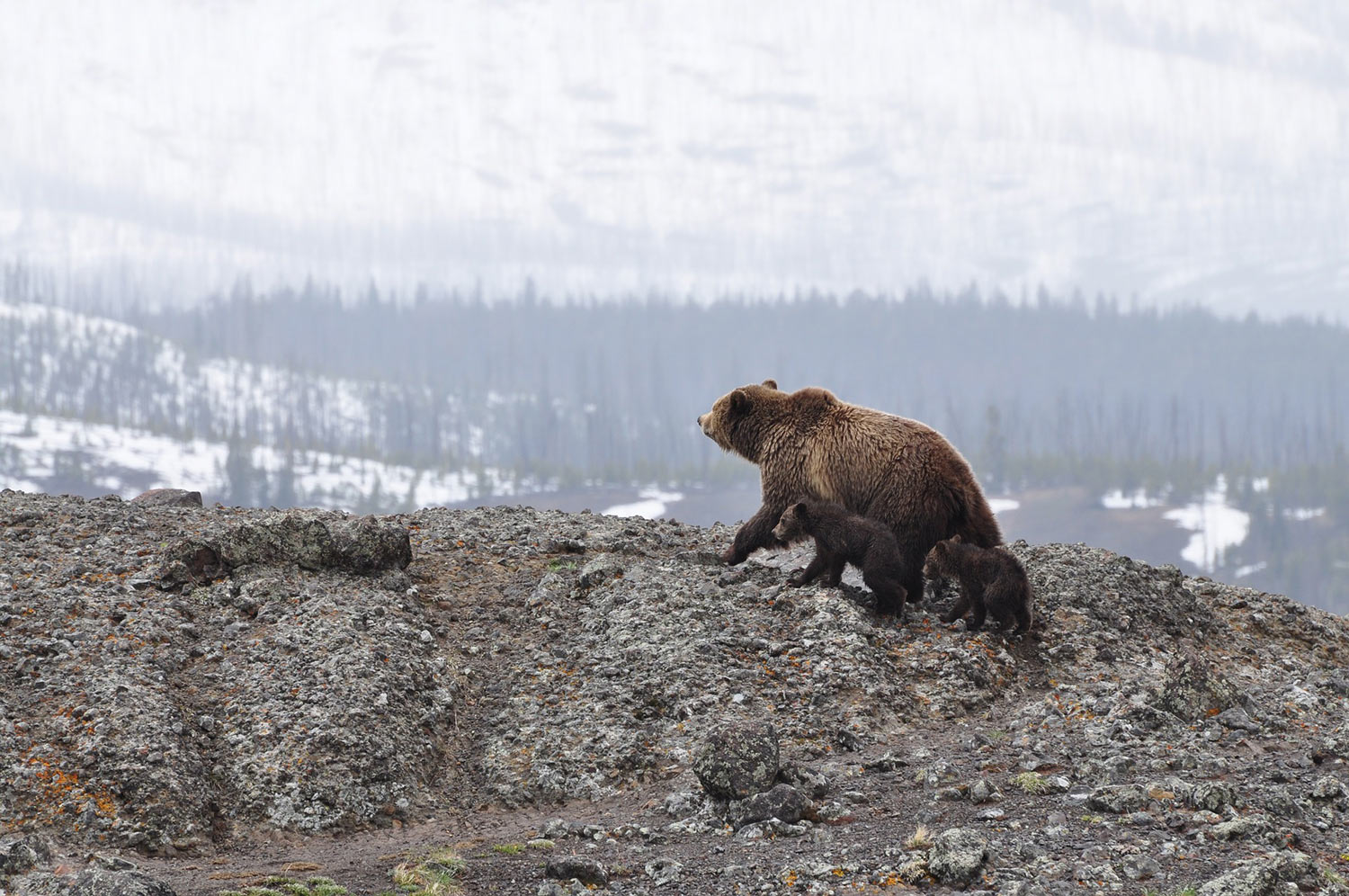 A bear sow and her cub walking across a hill.