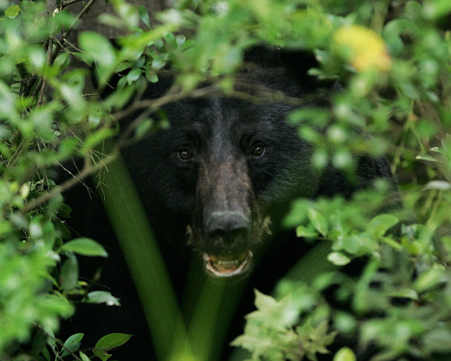 A black bear hiding in brush cover