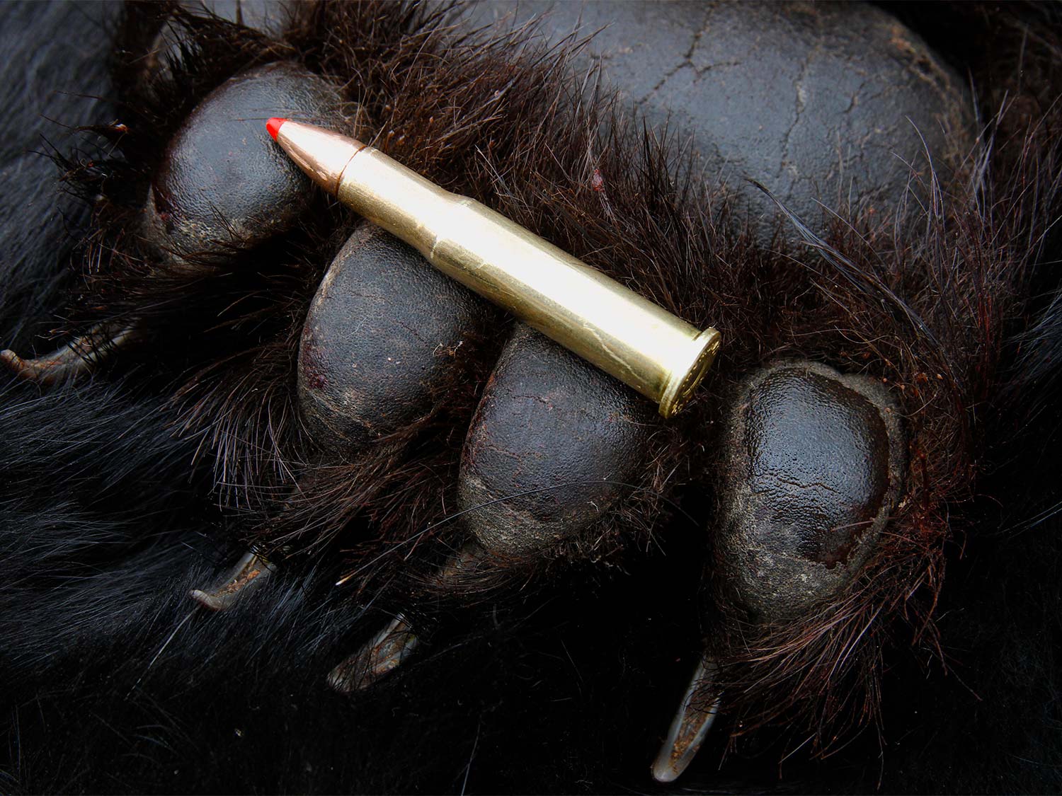 Bear paw ammo.