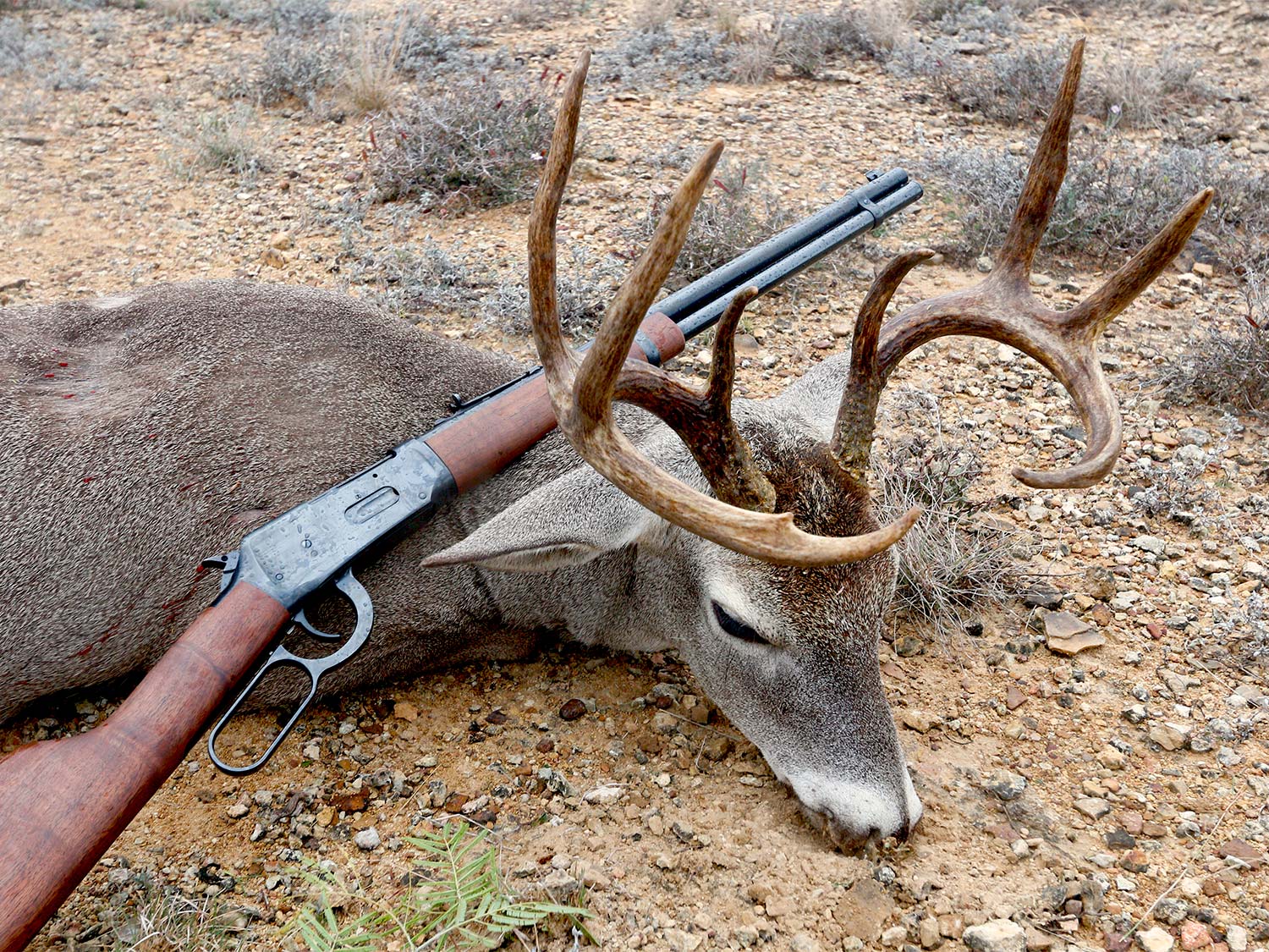 Winchester M94 rifle and deer.