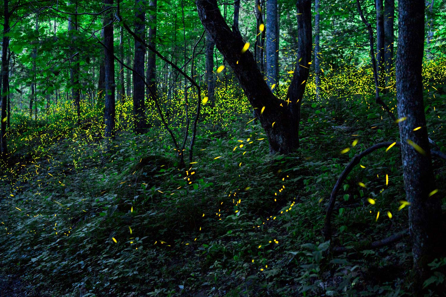 Fireflies, Elkmont, Great Smoky Mountains National Park, Tennessee
