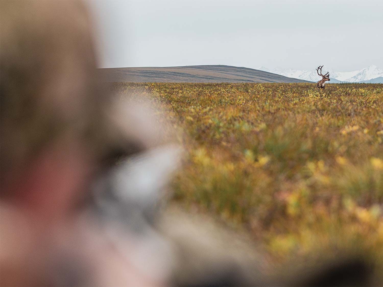 Hunter scouting a large bull caribou.
