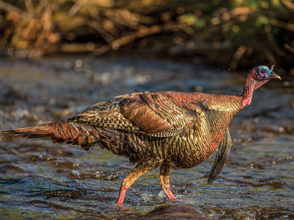 Float a River to Find a Turkey Hunting Hotspot