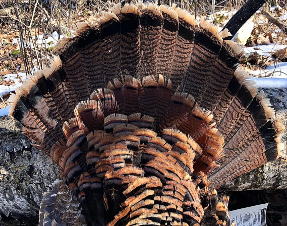 Should You Shoot Jakes This Spring? (and Other Things to Consider During a Coronavirus Turkey Season)