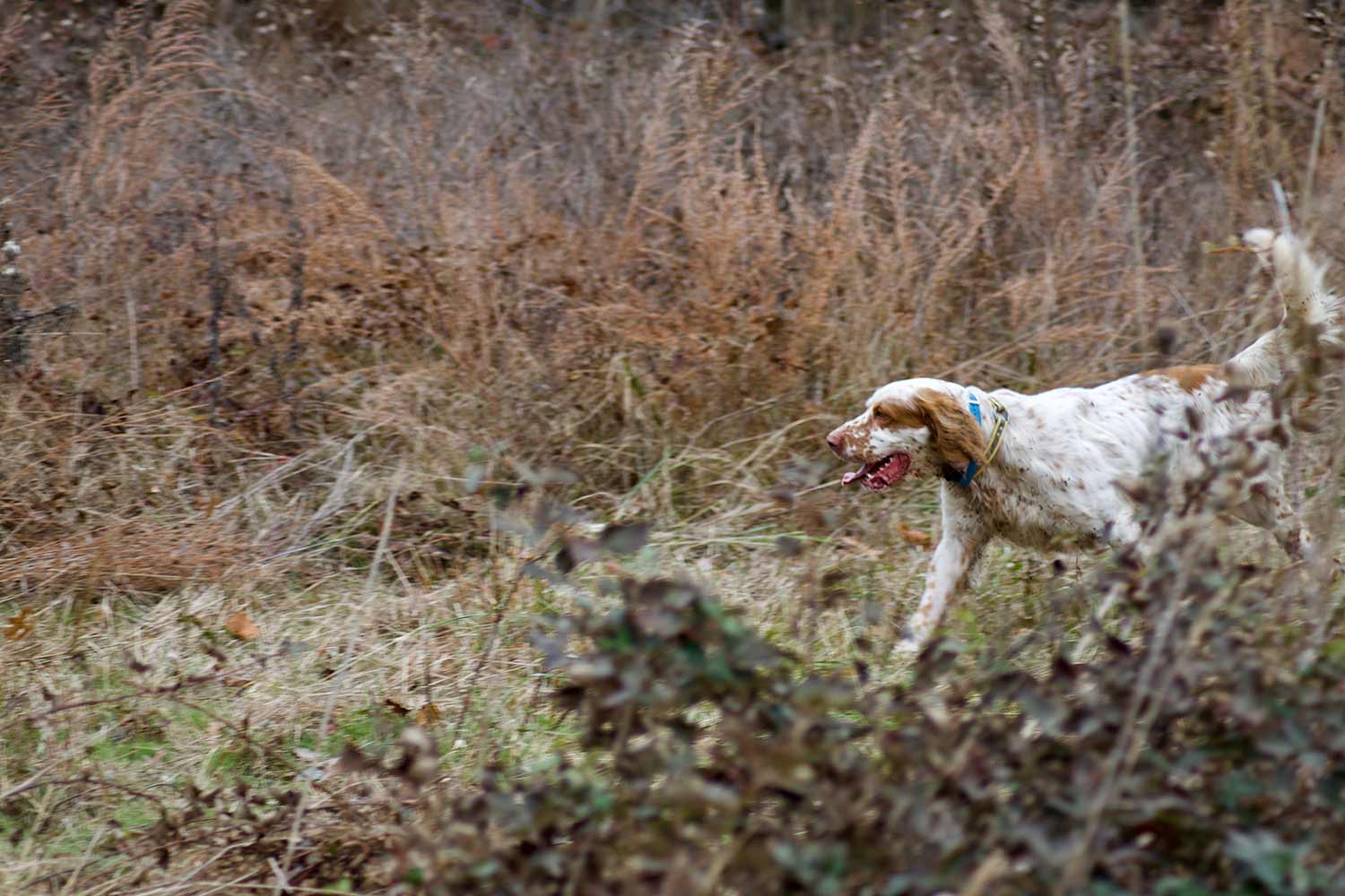 a hunting dog in a field.