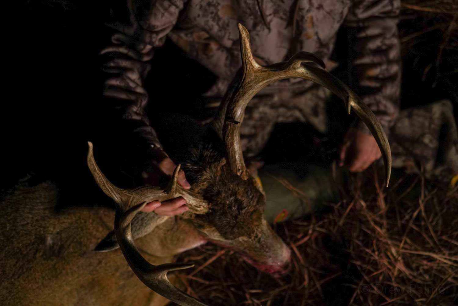 a hunter kneeling by a buck.