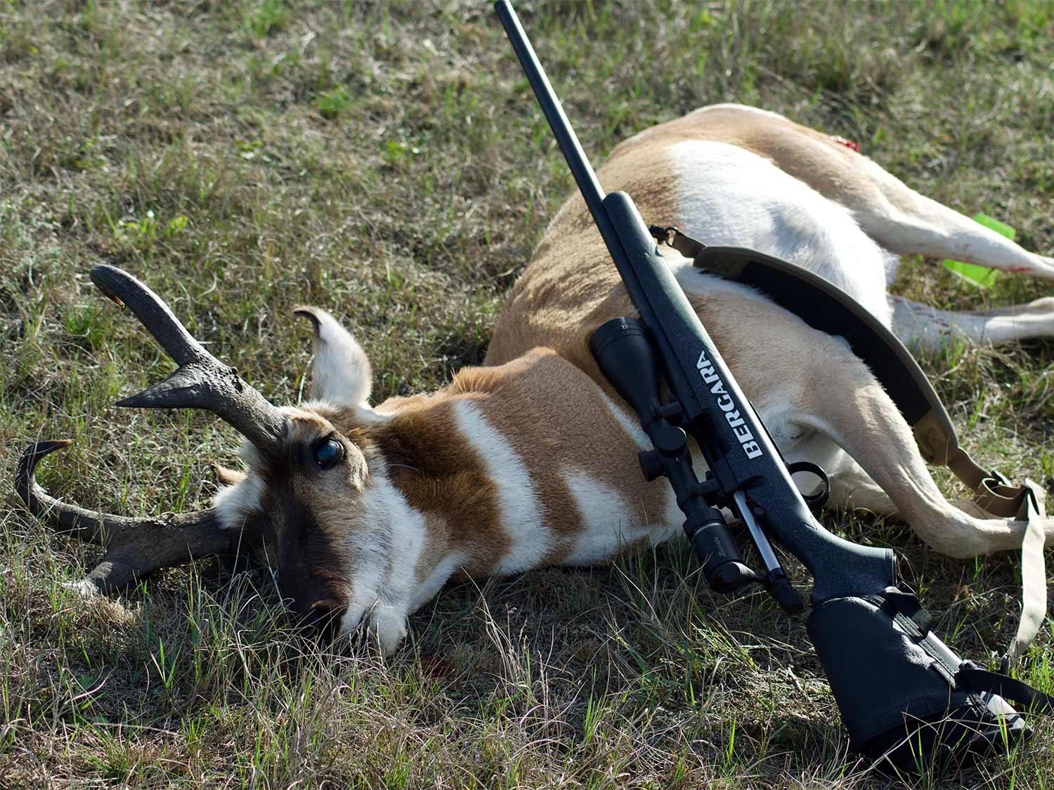 Antelope with a Bergarra B-14 rifle.