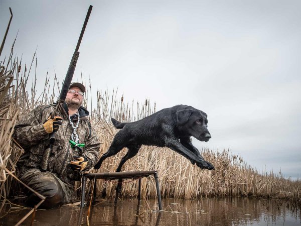 7 Top Hunting Dog Training Tips from World-Class Experts