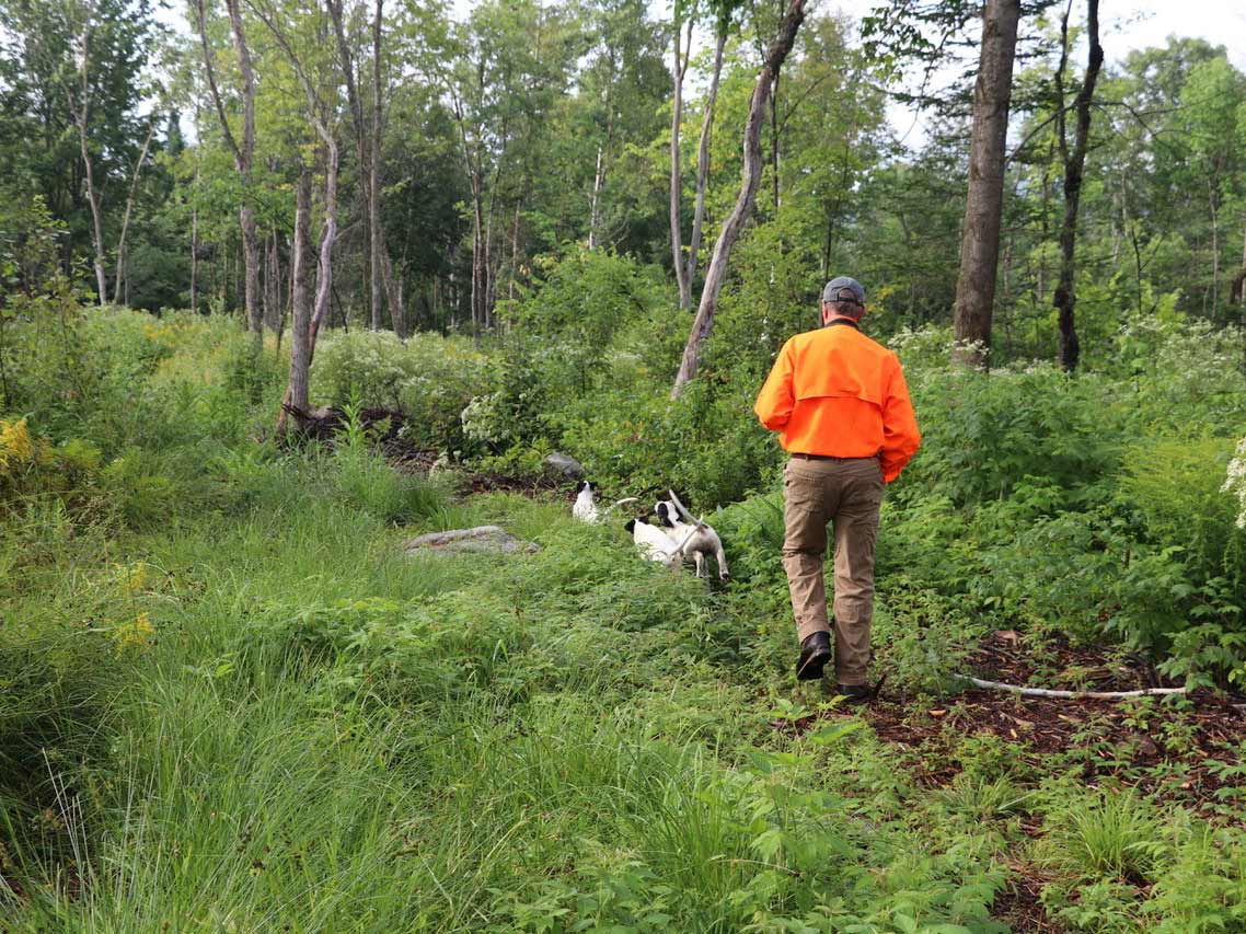 A man in an orange vest trains hunting dog puppies.