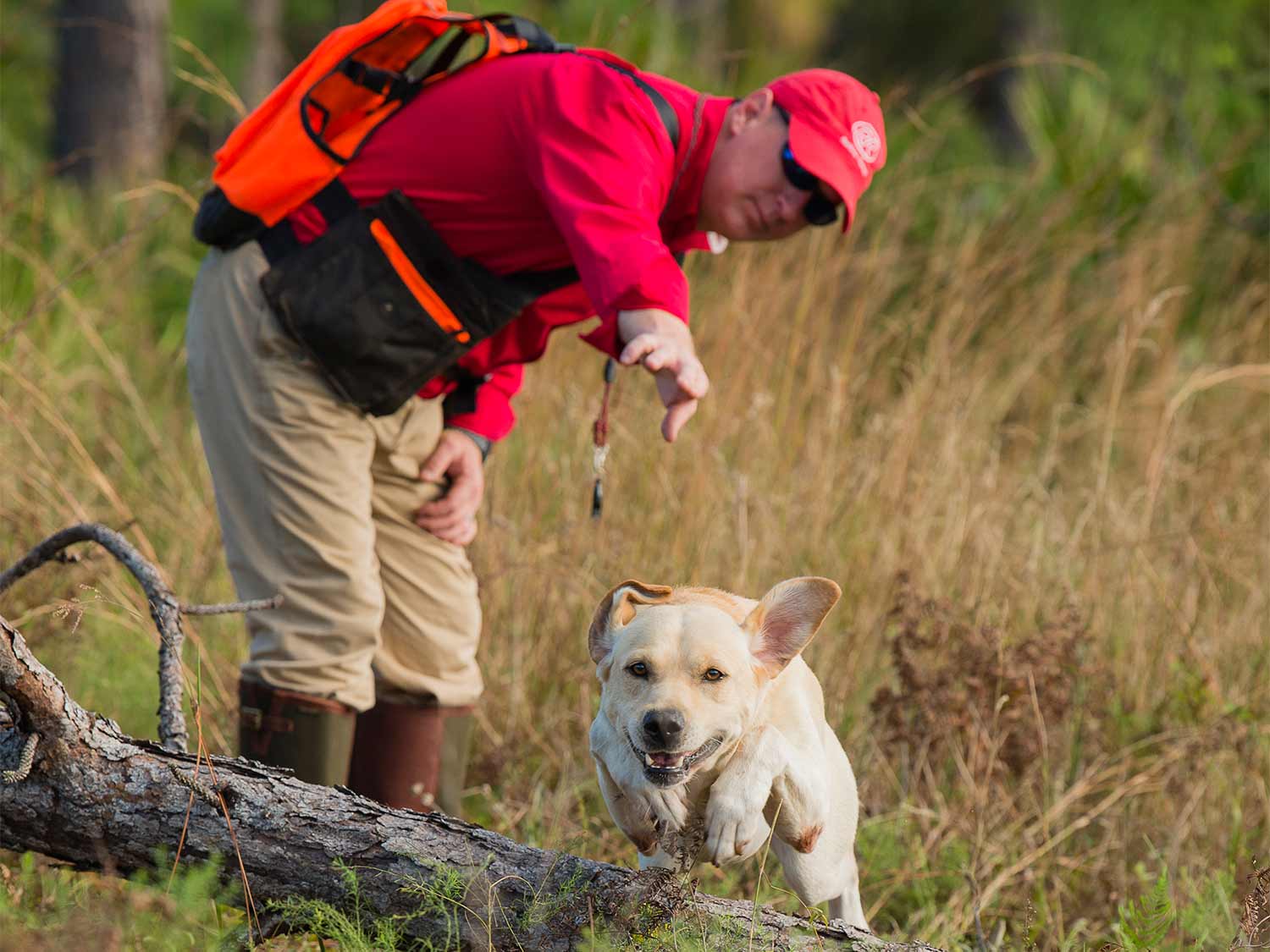A man in red trains a hunting dog.