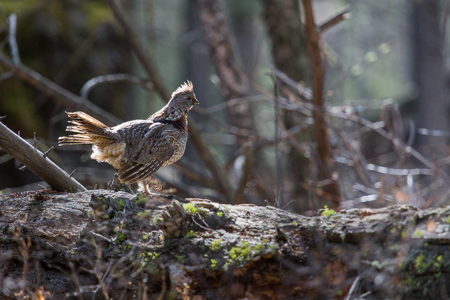 A small grouse standing on a fallen tree.