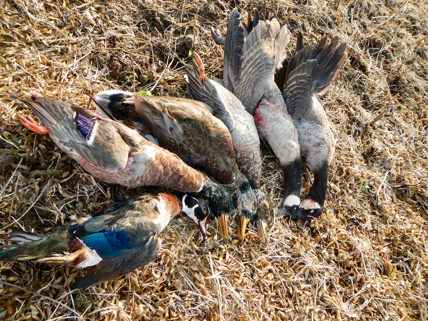 A limit of early-season duck species on the ground.