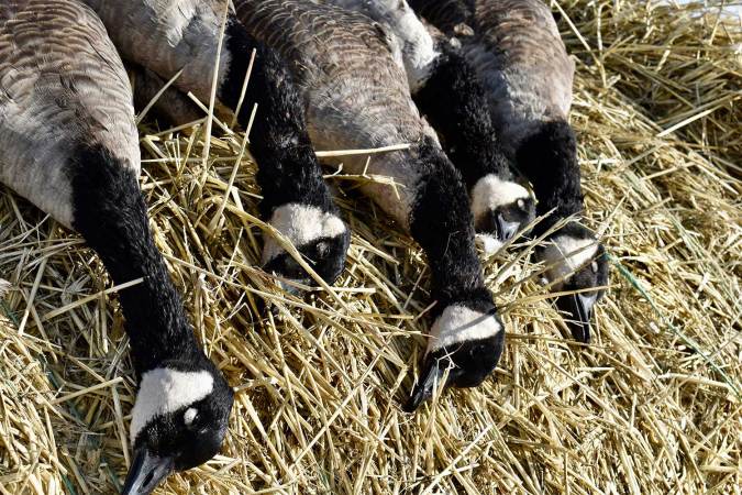 8 Tips for Perfecting the Art of Pass Shooting Waterfowl