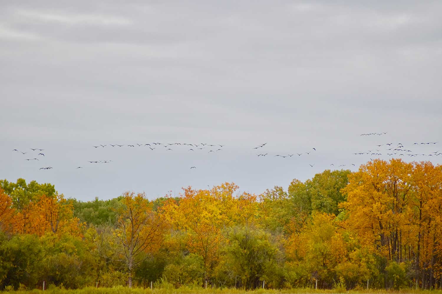 Flocks of geese flying over a treeline.