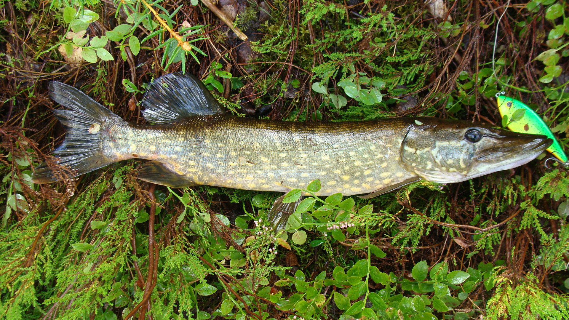 Musky and northern pike are the two most common fish to contract this disease.
