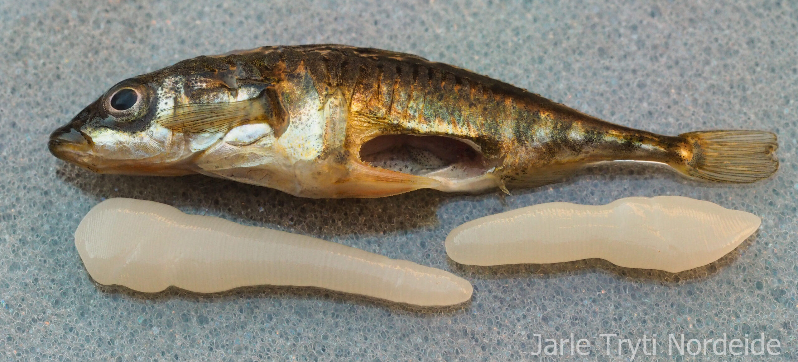 10 Common Parasites and Diseases Found in Game Fish (and What You Need to  Know About Them)