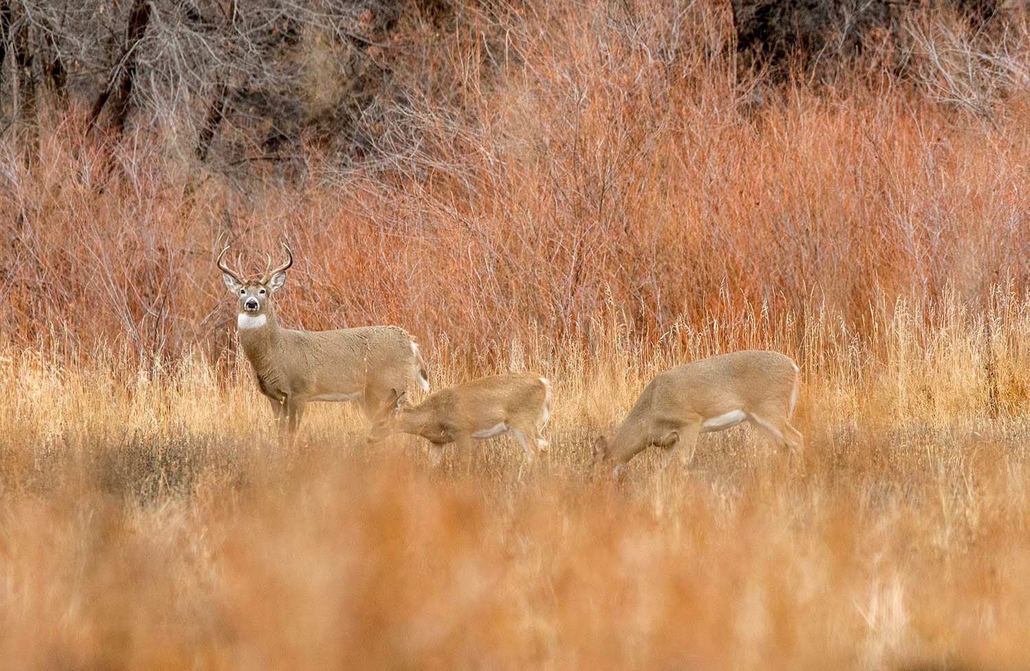 Three whitetail deer feed and roam in a large open field.