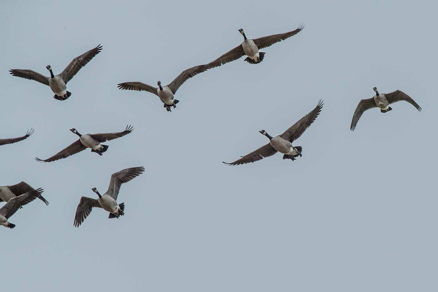 A flock of Canada geese flying through the air.