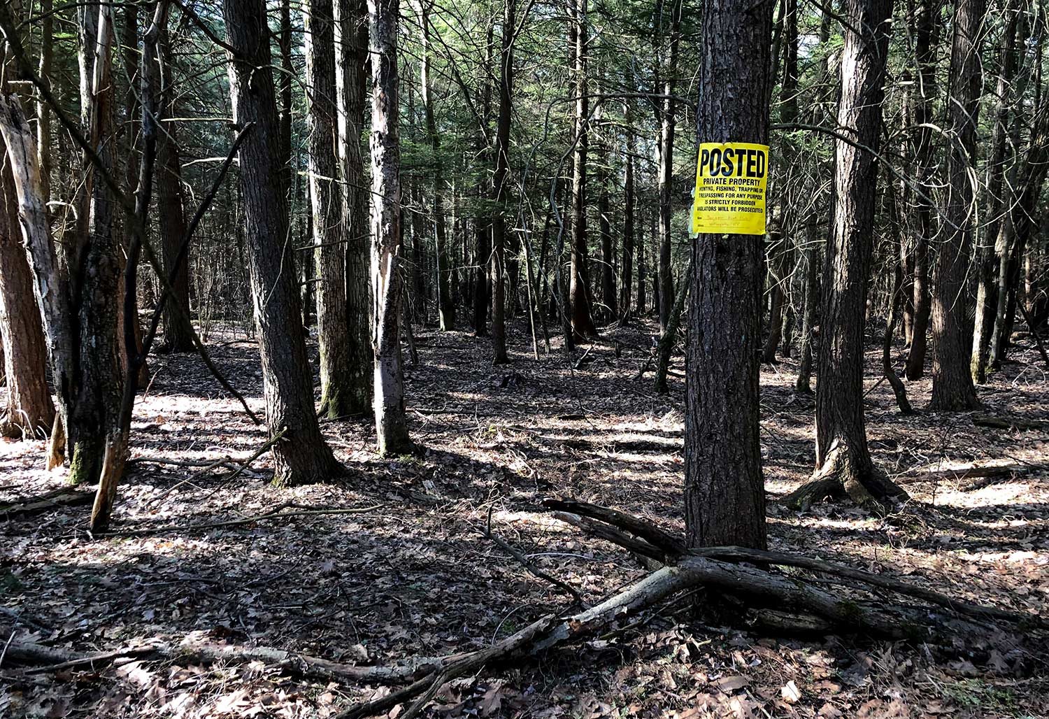 Landscape photograph of a forest with a private property sign hanging on a tree.