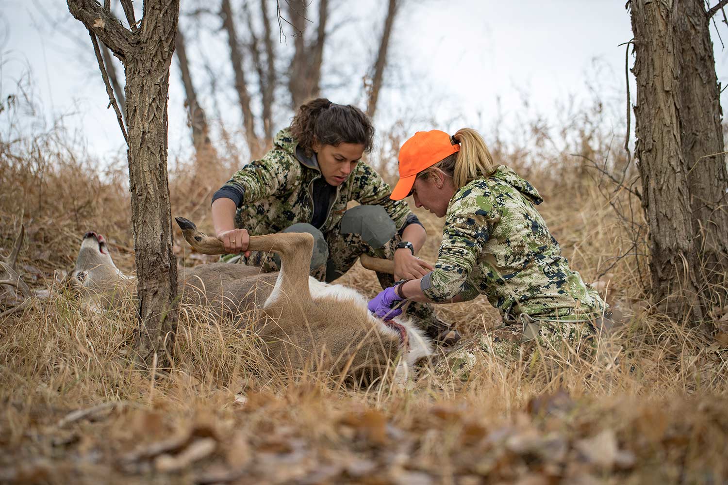 Two female hunters field dress a whitetail deer in the woods.
